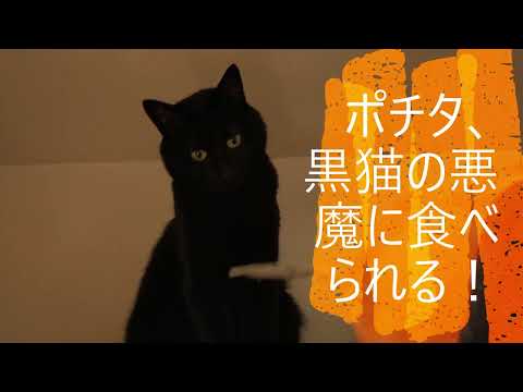 RUDY202212チェンソーマンのポチタ、猫の悪魔に食べられる
