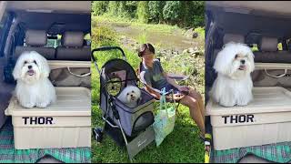 #CampAdventures turn our #furbabies into happy explorers ,all written in their happy wagging tails 🐶