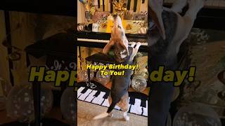 The Greatest Happy Birthday Song In The World!!! Aroo! (Featuring Buddy Mercury And Fam)