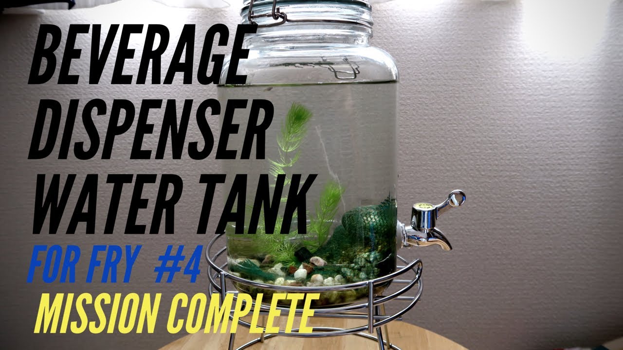 【Aquarium】Beverage Dispenser Water Tank 4 English ver.【Medaka Fry】 YouTube