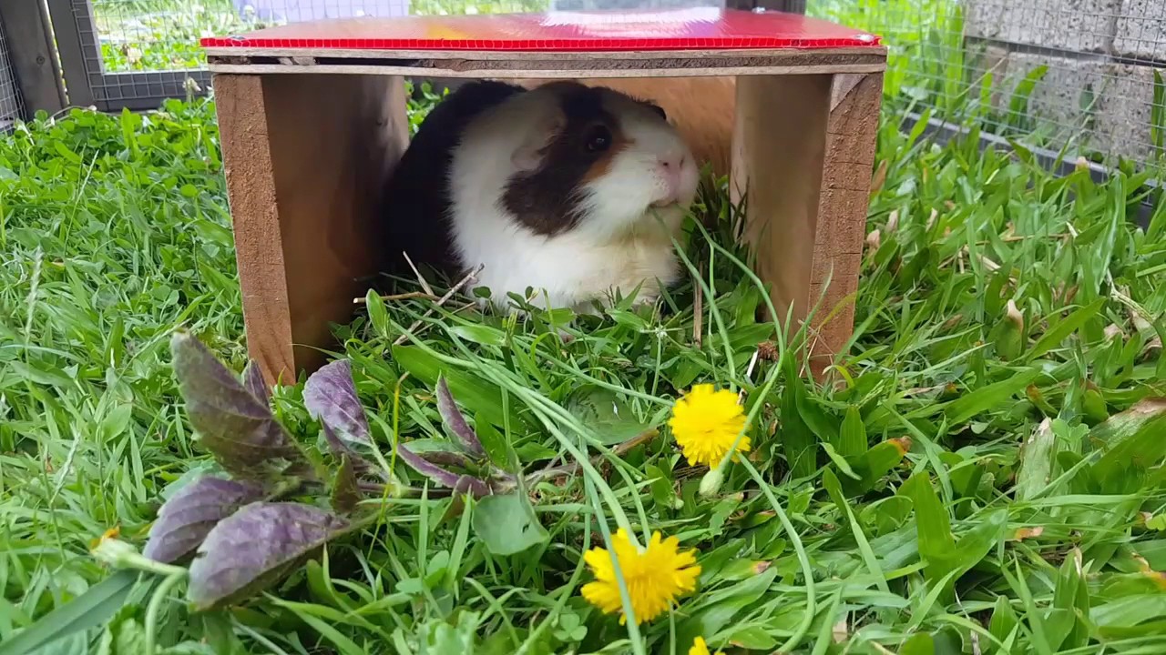 Dandelions snack for Guinea pigs YouTube