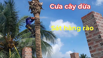 Cưa cây dừa sát hàng rào đang thi công @cuacaydongthap