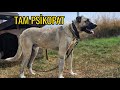 YAVRU KÖPEK PANZER DUR DURAK BİLMİYOR BU KÖPEKLE BAŞA ÇIKMAK ÇOK ZOR OLACAK !