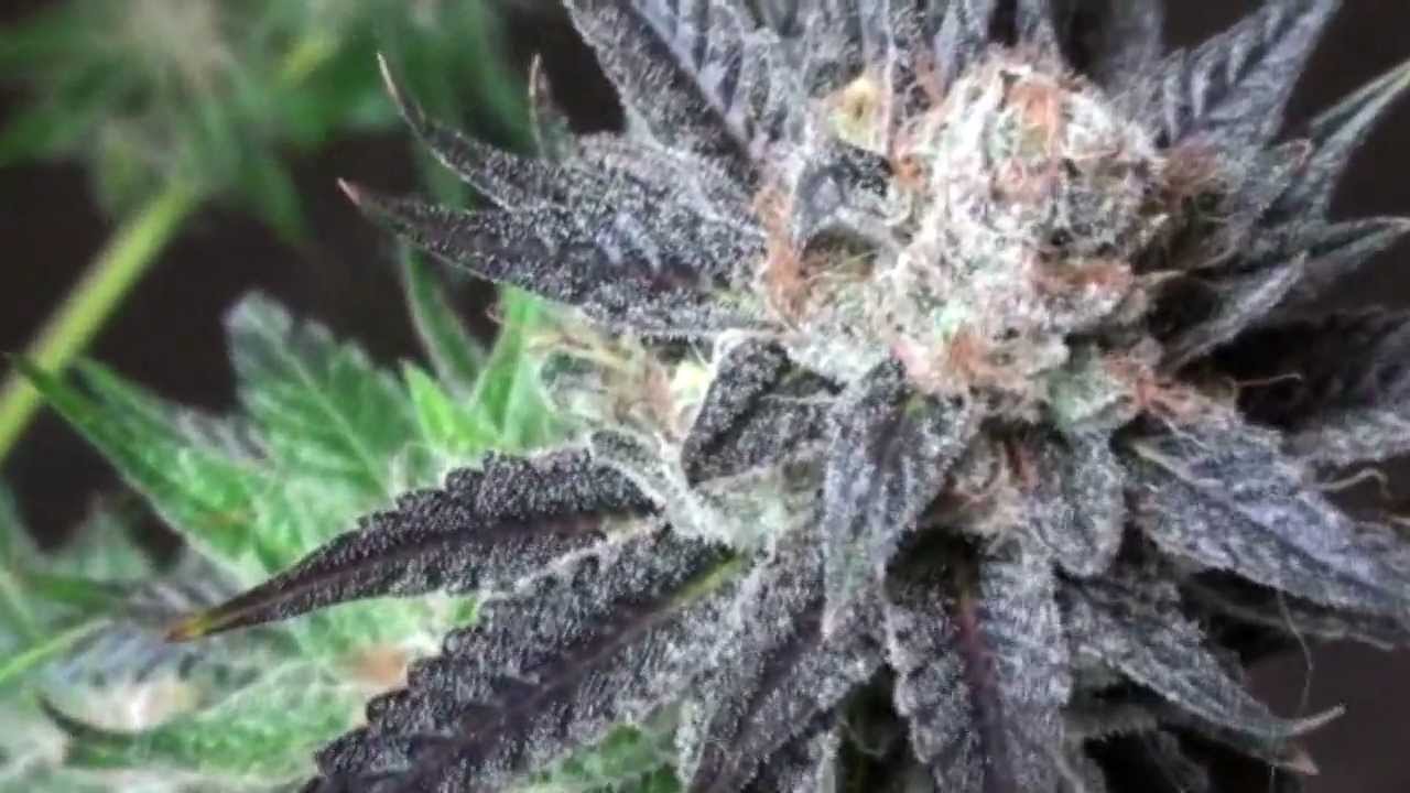 Alien Grapevine #5 Harvest