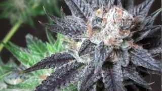 Alien Grapevine #5 Harvest