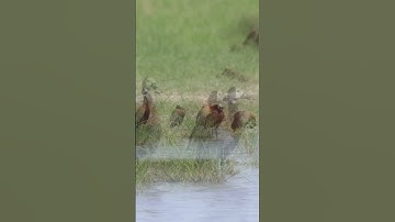 Peaceful, tranquil,White faced, whistling ducks