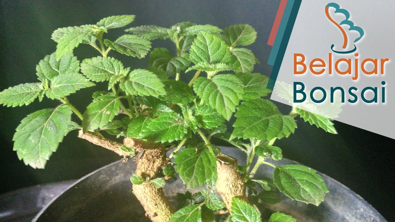 Belajar Membuat Bonsai Lantana Lantana Camara Youtube