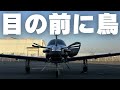 離陸直前 滑走路に進入しようとしたら鳥が現れました 暫く鳥との睨めっこが続きました 2024年10月30日 飛行記録