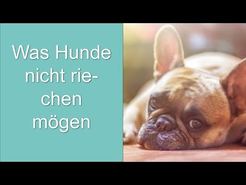 Video: Welche Gerüche Mögen Hunde Nicht