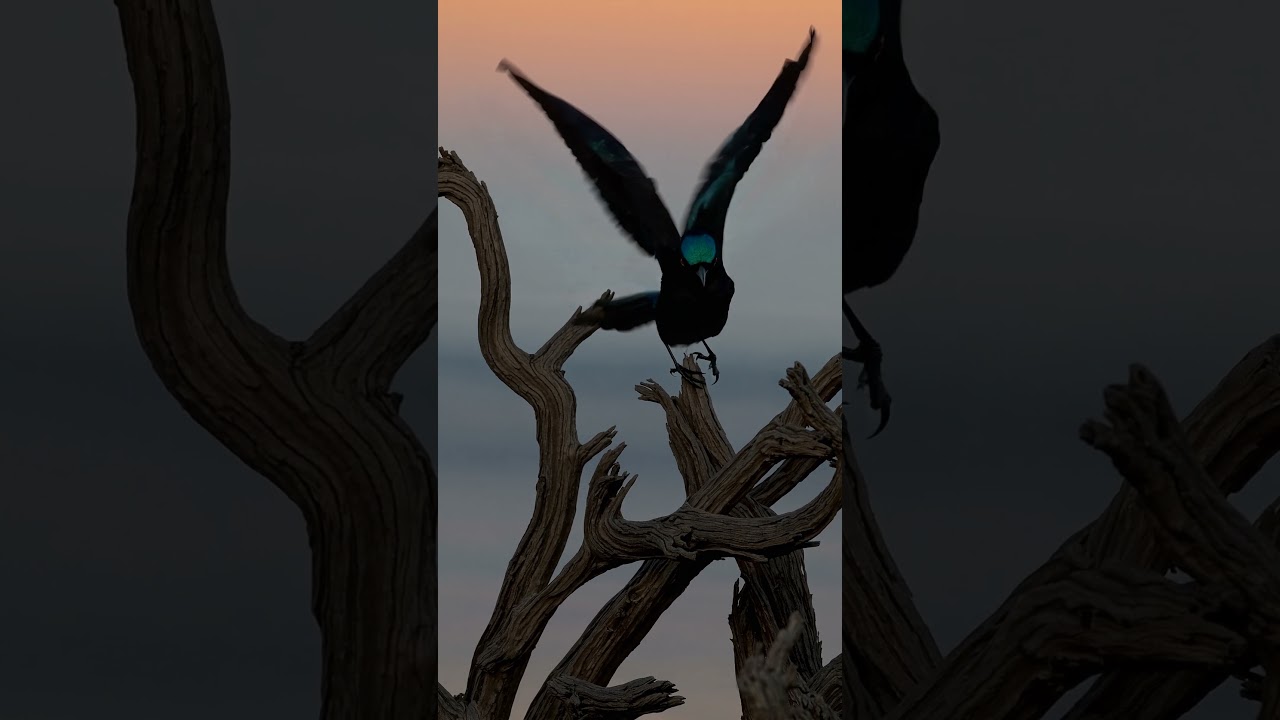 From the Sky Down | A Breathtaking AI Nature Journey | RDFX AI