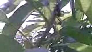 Mango Pest Identification 1