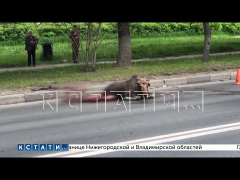 Лось влетел в машину