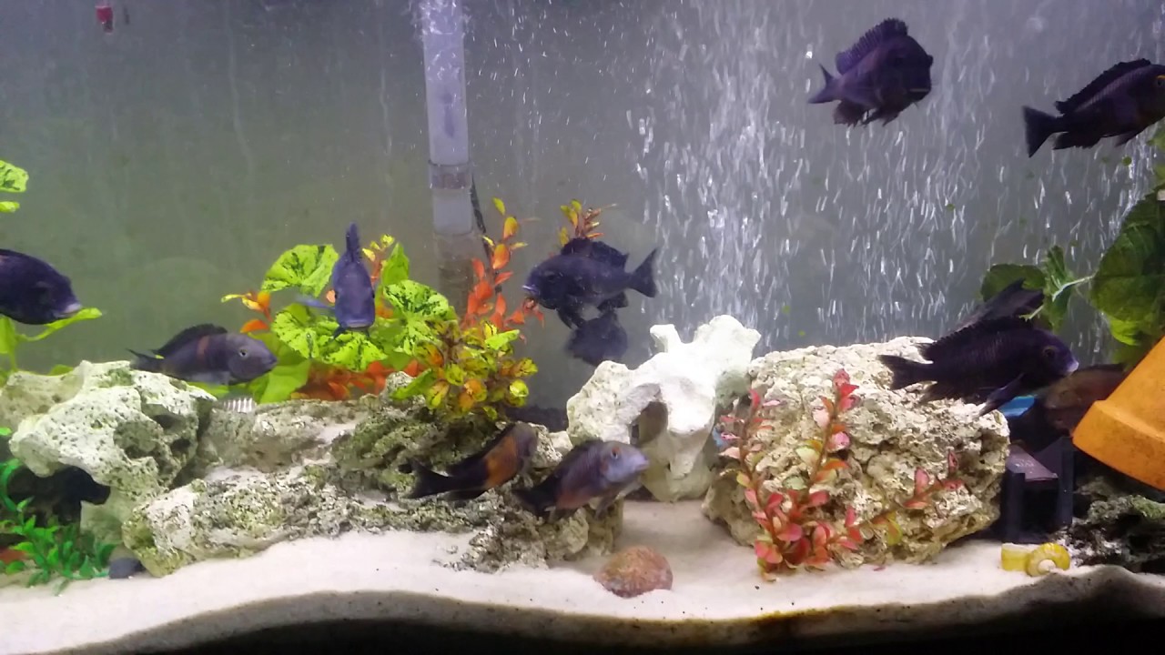 Tropheus Rutunga Tropheus Rutunga - YouTube