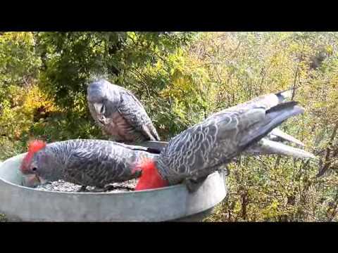 Gang Gang Cockatoos (Callocephalon fimbriatum)