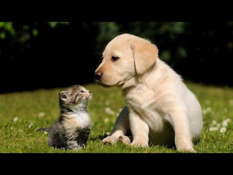 فيديو: اختلافات السرطان في القطط والكلاب