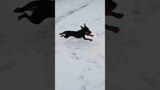 First Snow 4 Davinci