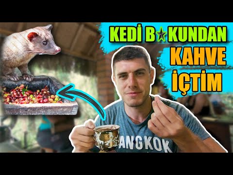 BALİ'DE KEDİ B*KUNDAN KAHVE İÇTİM!(Çok Pahalı)-37