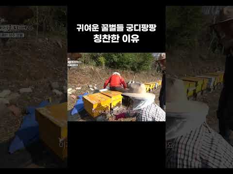 열심히 일하는 꿀벌들 예쁨받는 모습 구경하기 #shorts
