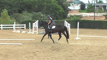 Teach A Horse To Jump - Part 1