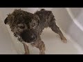 Реакция спасённого щенка на первое купание