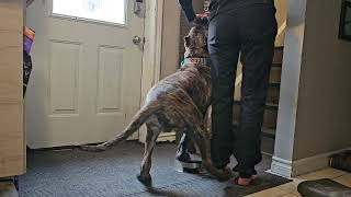 Presa Canario puppy learns rear paw pivot