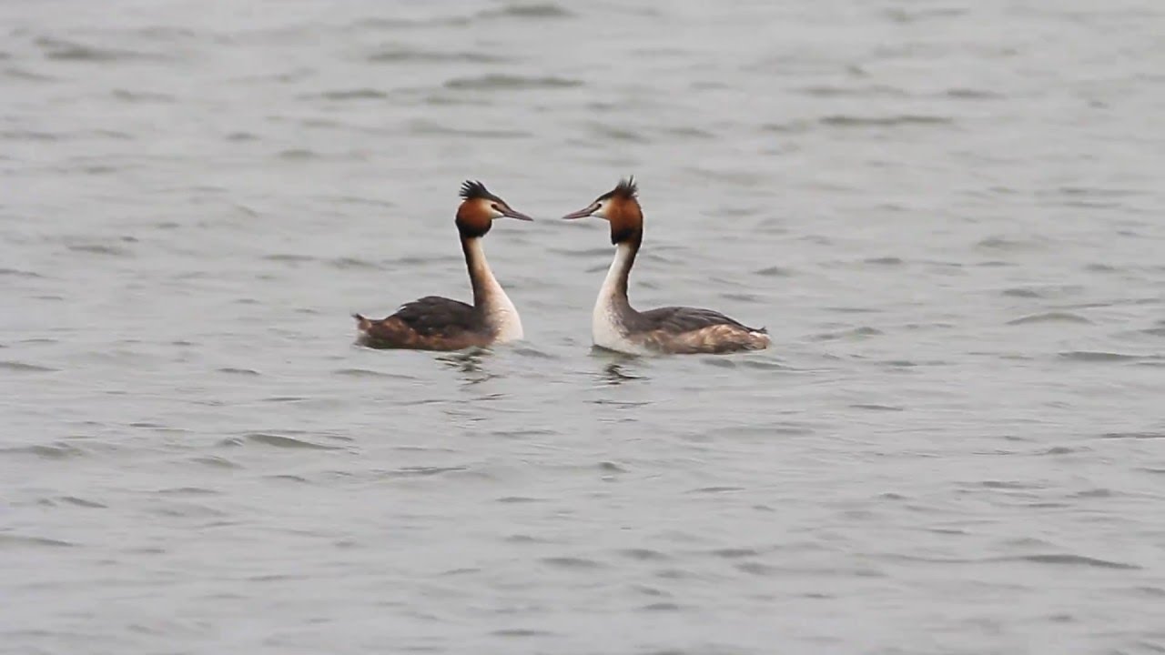 Great crested grebe's courtship dance , 冠鸊鷉求偶舞 