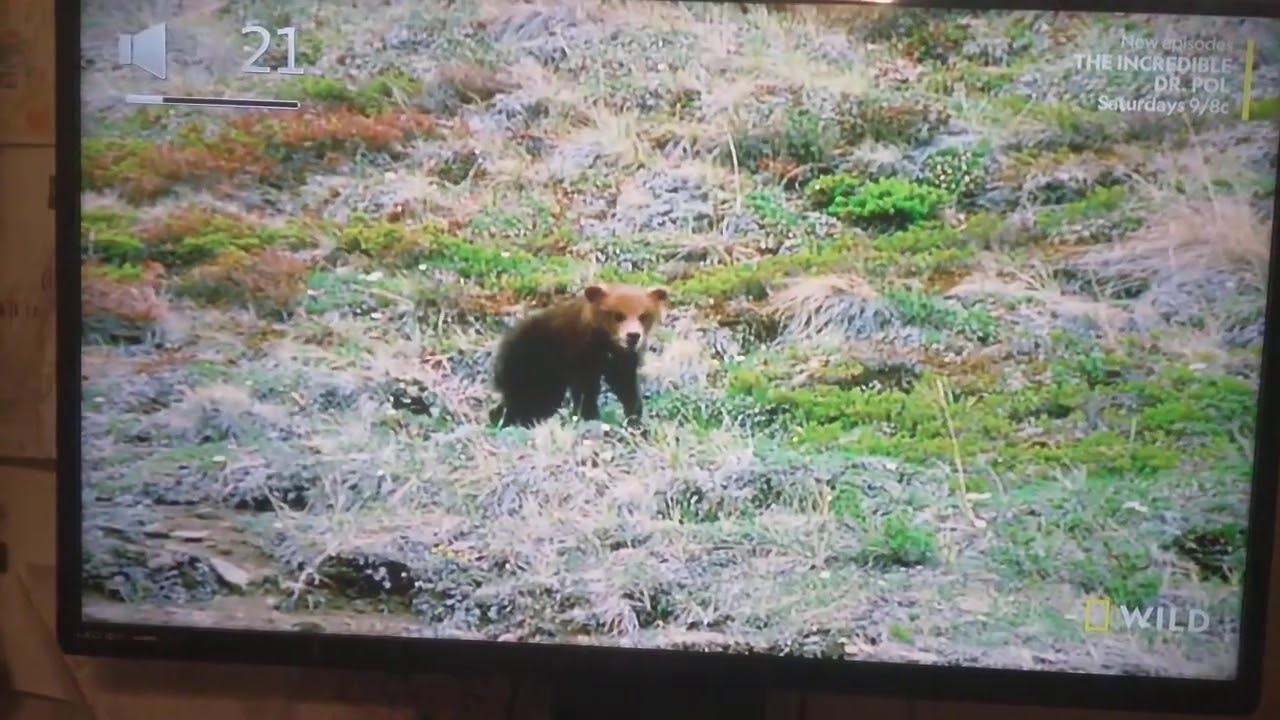 Brother bear 2 live action YouTube