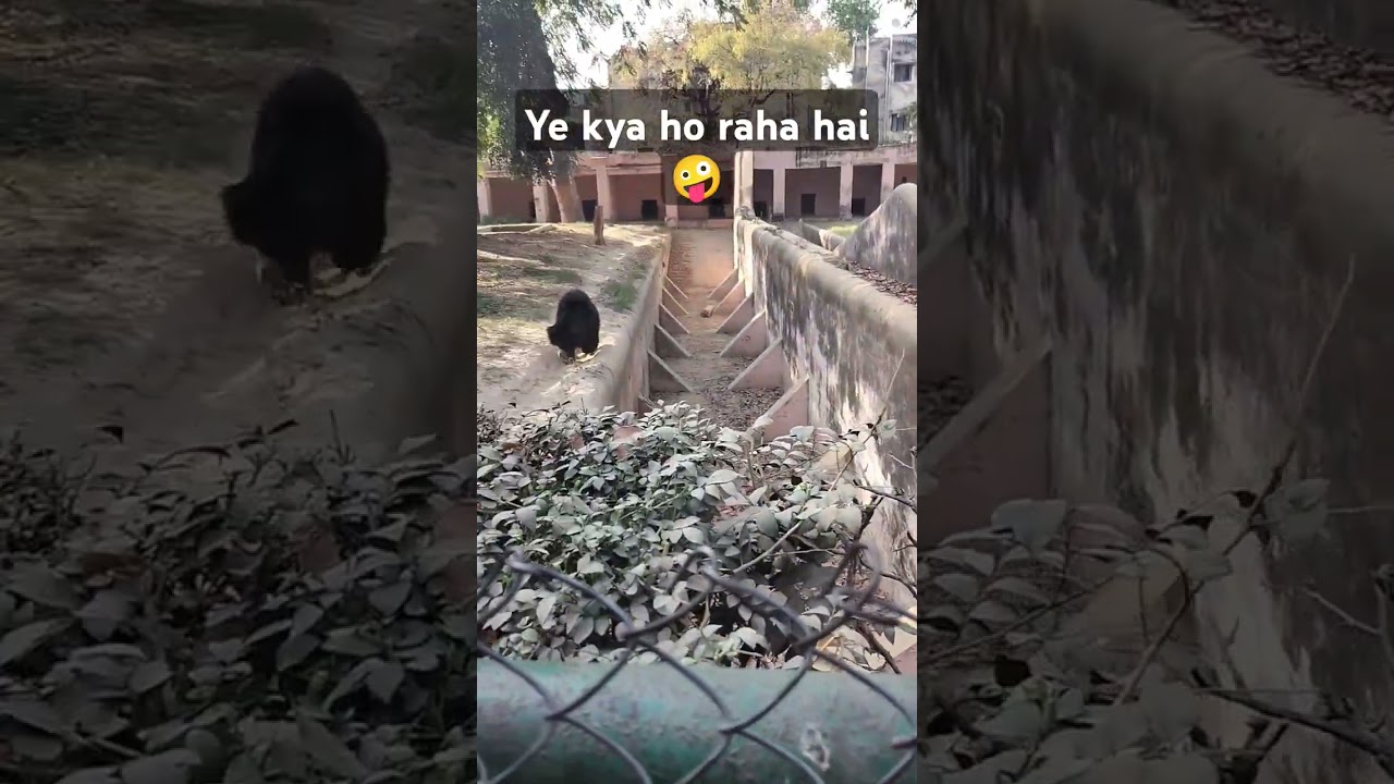 Bhalu dance kar raha