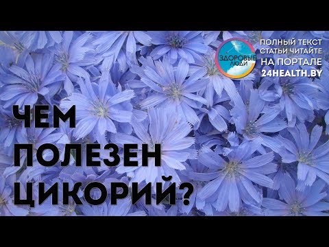 Чем полезен цикорий?