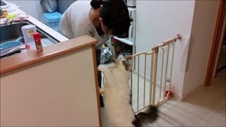 毎晩、夕食作ってる嫁に甘える白モフもちとら