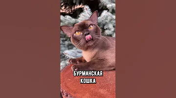 Самые ласковые породы кошек #коты #кот #кошка