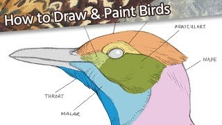 How to Draw & Paint Birds 🐦// Part 1: Facial Feathers // Mary Sanche