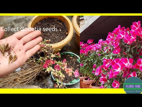 Videó: Clarkia Csinos