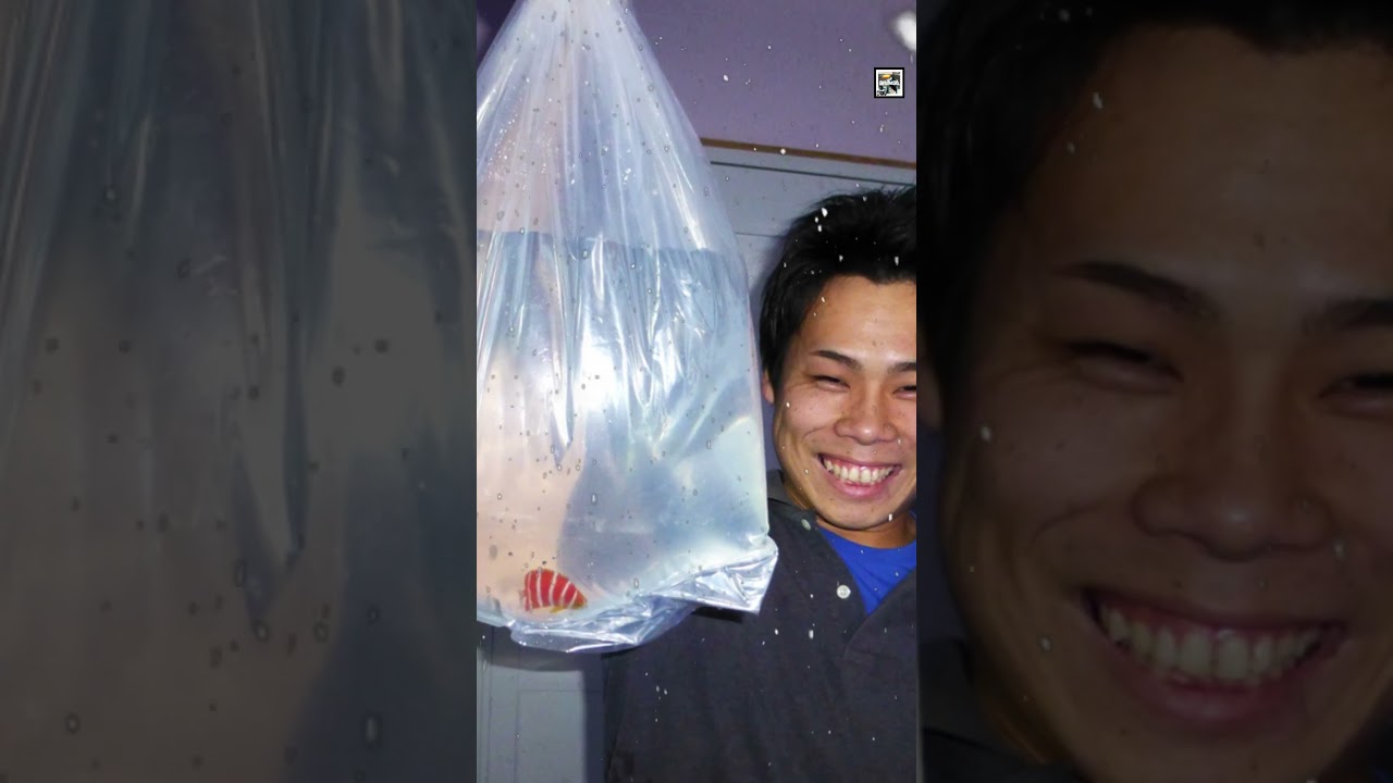 Quick Peppermint Angelfish Facts - The CANDY-Striped ANGEL - Animal a Day Christmas Special #animals