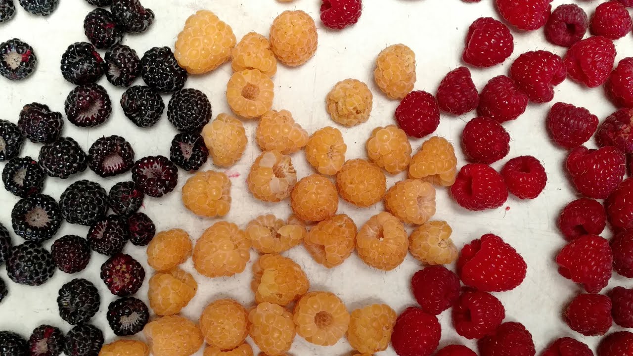 Spring Raspberry pruning: Summer vs Fall varieties - what's the ...