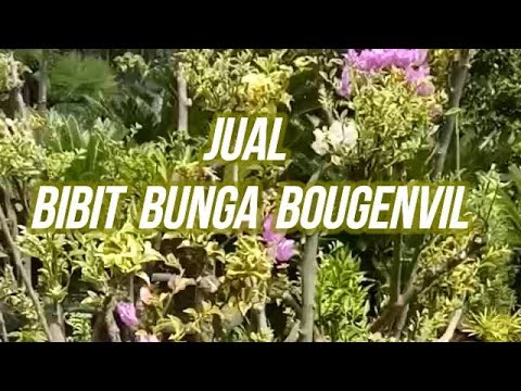 Budidaya Bunga Bougenville - Youtube