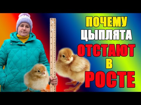 Видео: Цыпленок, откормленный пшеницей, не содержит глютена?