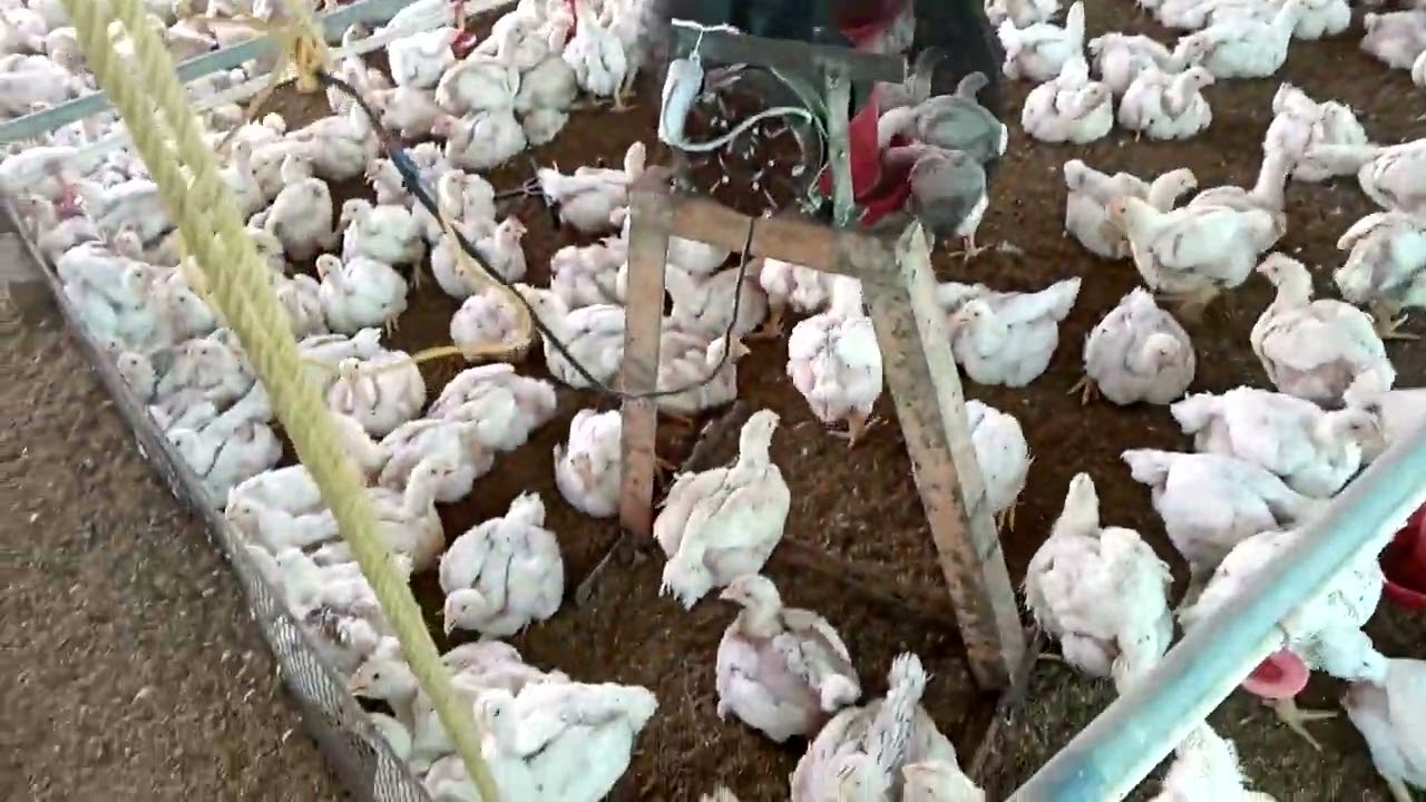 पोल्ट्री फार्म में कौन सा फोन लगाएं.#neelam_poultry_8896371168 सीलिंग फैन या स्टैंड फैन....??