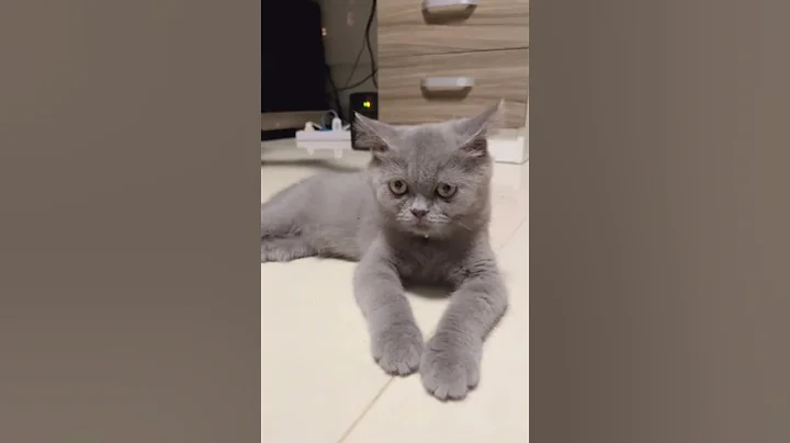 Watch the video about Grey British short hair 😁 #shorts #cat #kitten #britishcat #animals