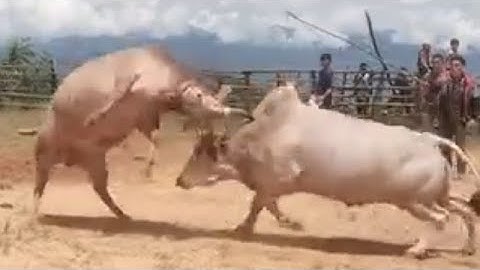 Lo saib 3 kub nyuj ej ej no nrau nawb ib tsoom phooj ywg tim13/9/2025