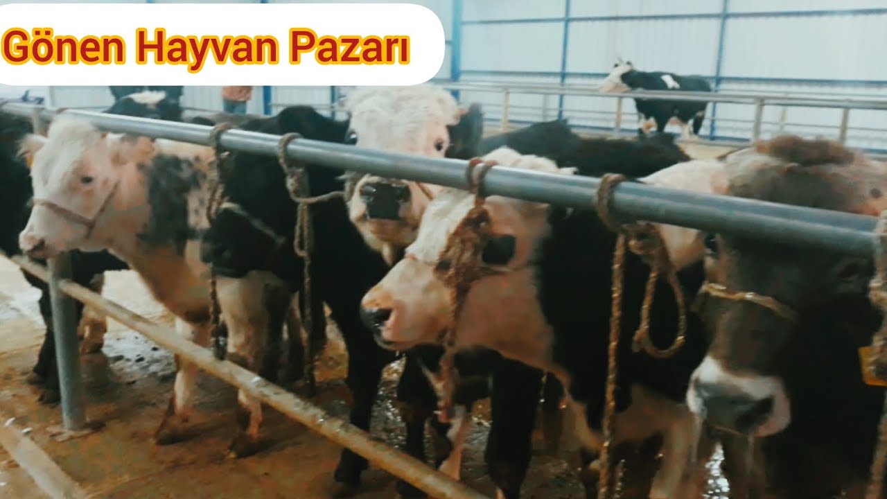 Gönen büyükbaş ve küçükbaş hayvan pazarı 26.12.2023 