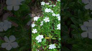 যত্নের ফল 💜💜#shorts video #viral #flowers #Bongaon