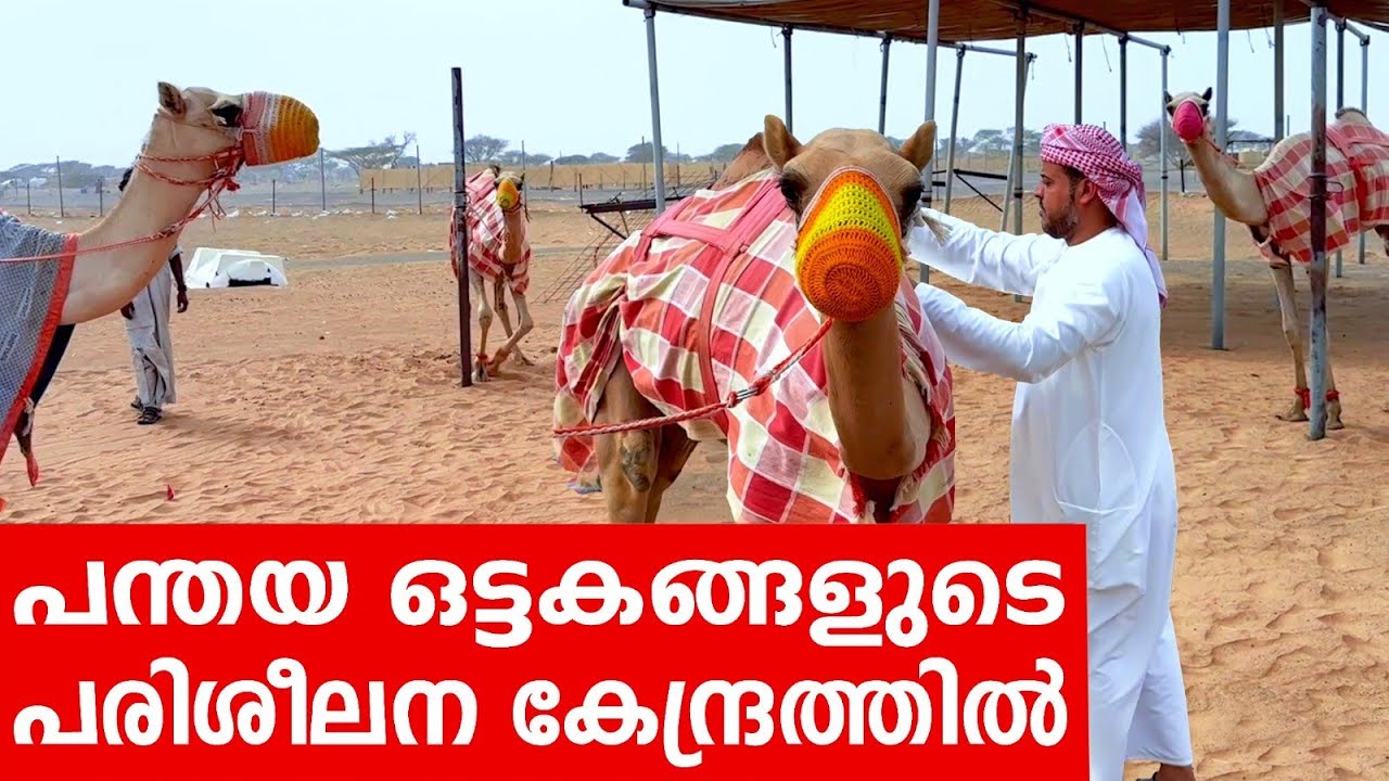 Sancharam | Oman 10 | Santhosh George Kulangara | Safari TV