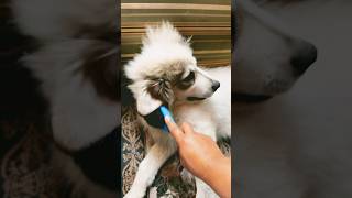 Brushing my mom’s cute Great Pyrenese puppy!! #puppy #greatpyrenees #dog #pet #groomingdog #cute