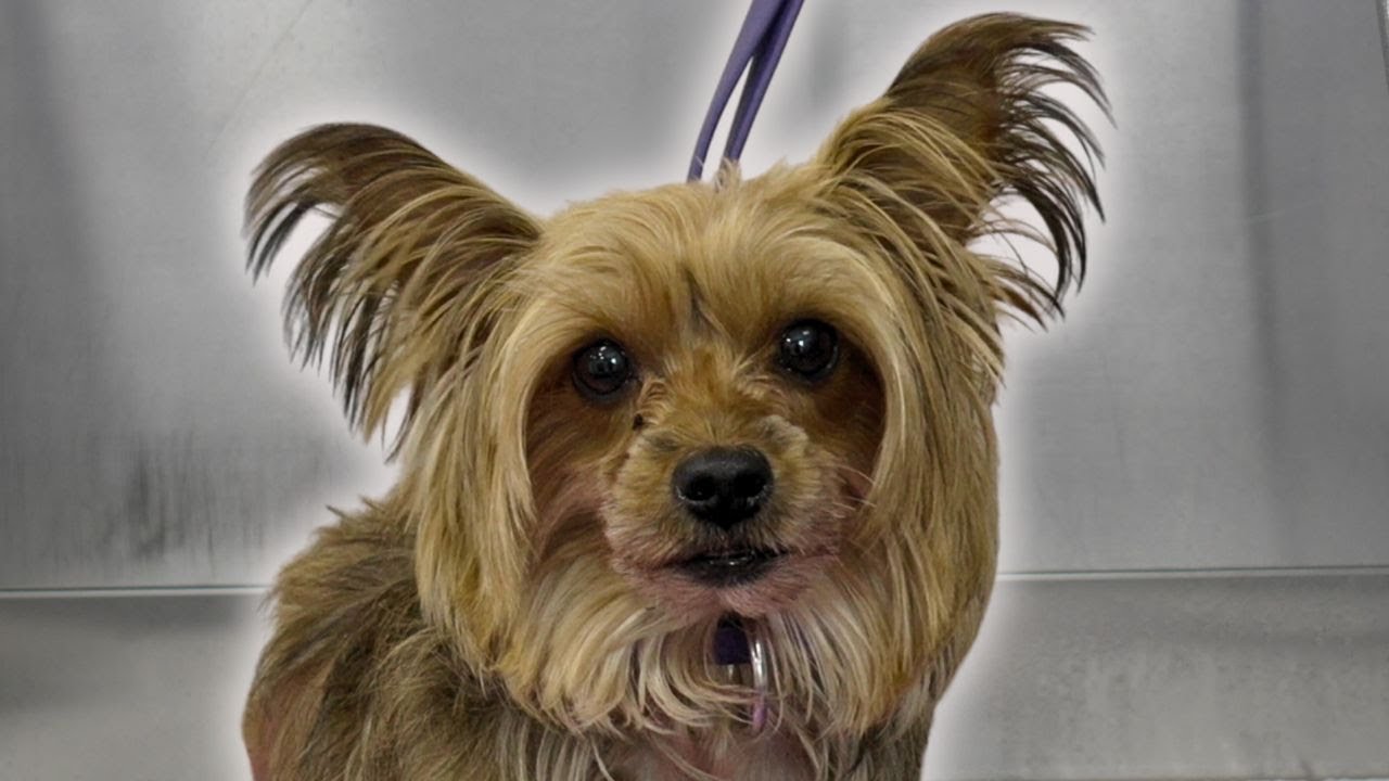 I'd be mad too if someone did this to me 😂 | Yorkshire Terrier rage