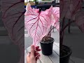 The Most Beautiful Plant In The World? (Pink Caladium)
