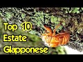 TOP 10 ESTATE GIAPPONESE! - Vivi Giappone