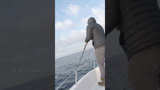 Surface Iron Yellowtail. 2 bites one cast.