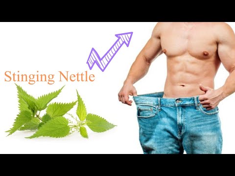 Benefits of Stinging Nettle Leaf for Your Health