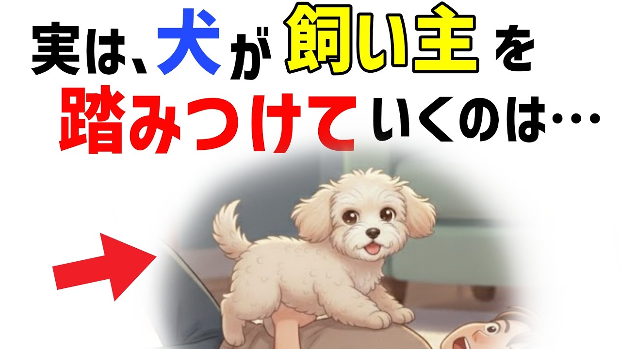 【必見‼】犬が飼い主を踏みつけていく本当の理由とは？
